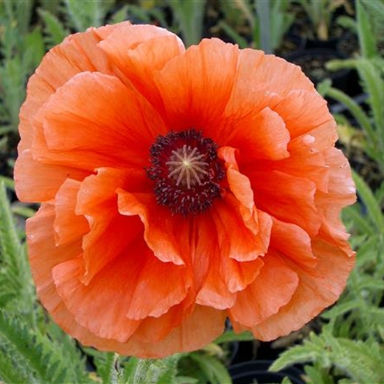 Papaver orientale 'Harvest Moon'