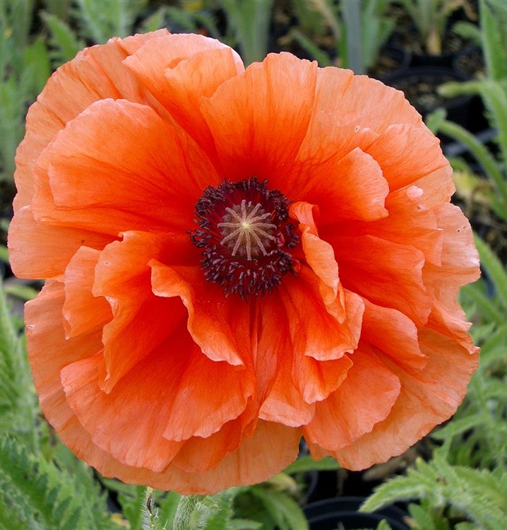 Türkischer Mohn