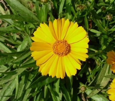 Coreopsis lanceolata 'Goldteppich'