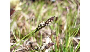 Gartenpflanzen Daepp