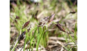 Gartenpflanzen Daepp