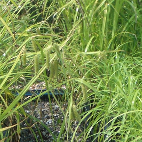 Carex pendula