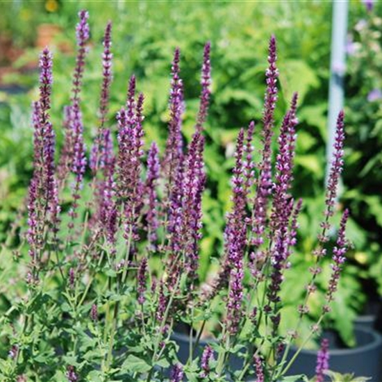 Salvia nemorosa 'Amethyst'