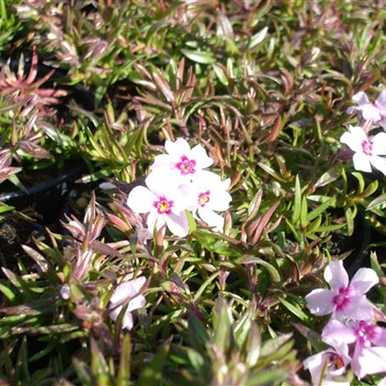 Phlox (Subulata-Gruppe) 'Coral Eye'