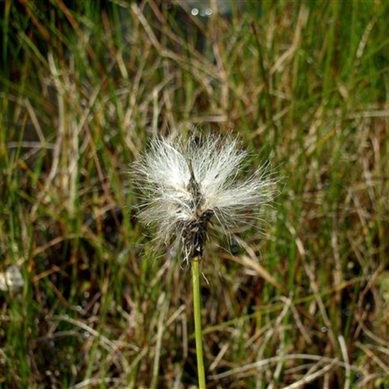 Eriophorum vaginatum