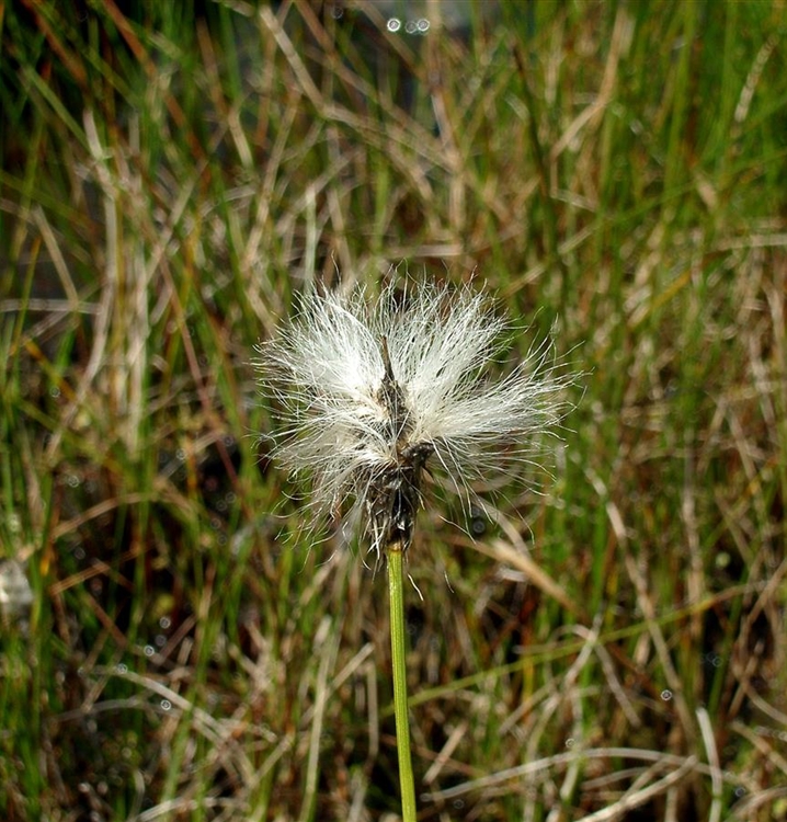 Scheiden-Wollgras