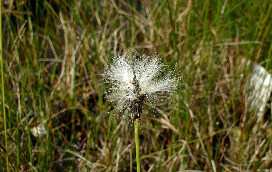 Eriophorum vaginatum