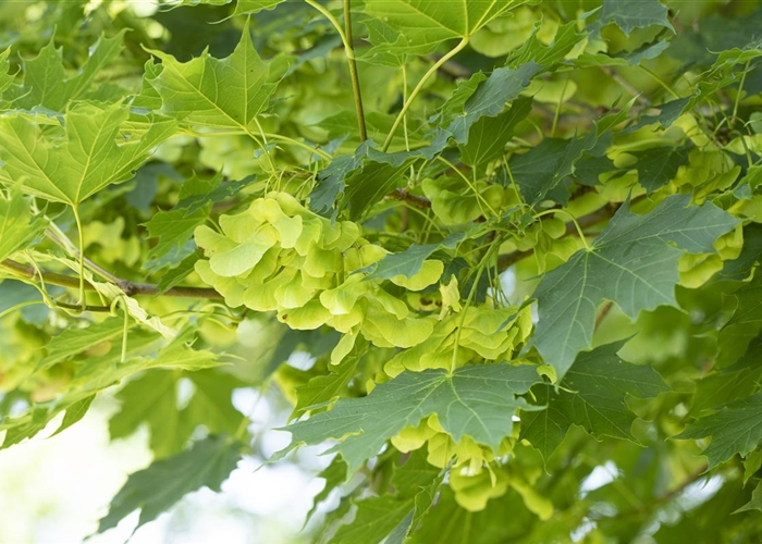 Acer platanoides