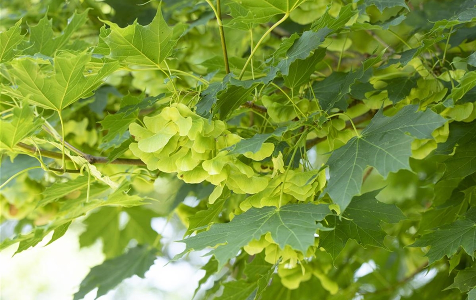 Acer platanoides