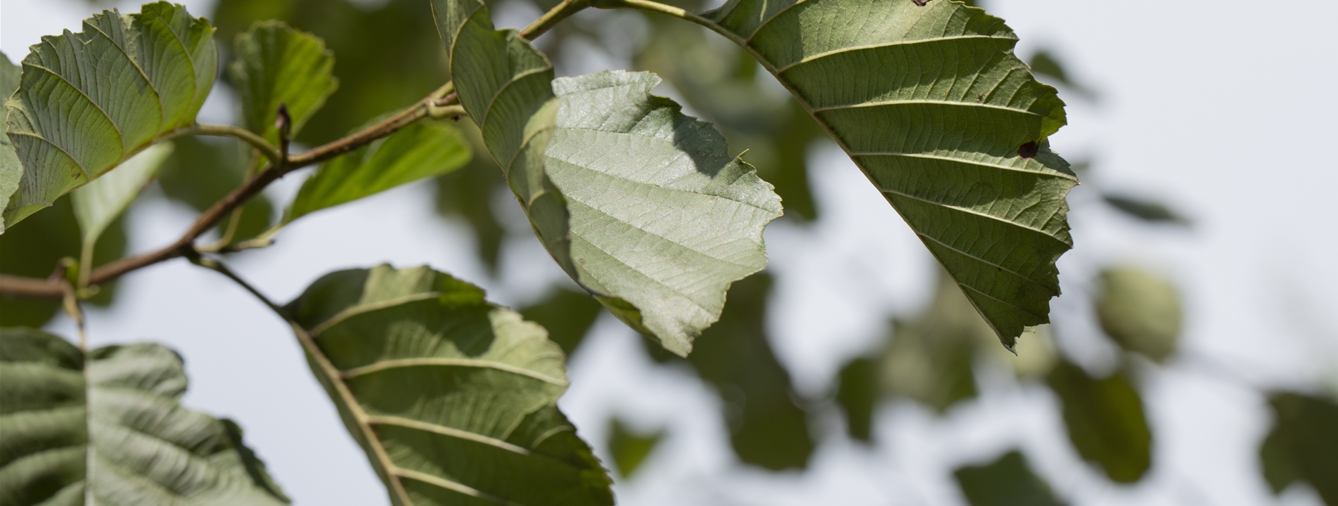 Alnus glutinosa