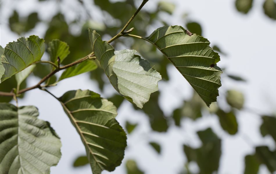 Alnus glutinosa