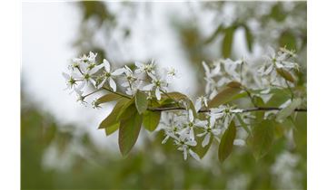 Gartenpflanzen Daepp