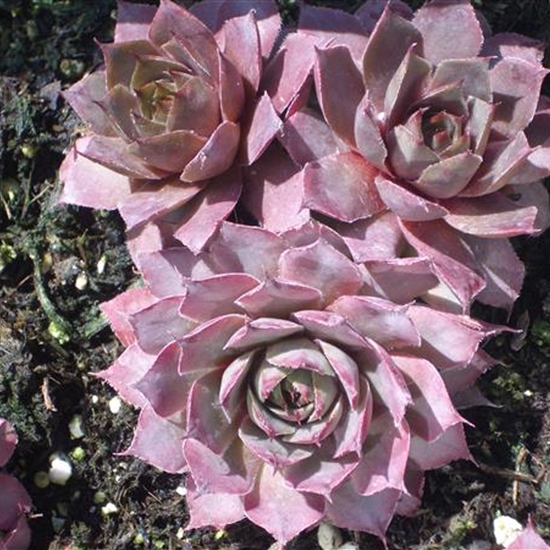 Sempervivum tectorum 'Metallicum Giganteum'