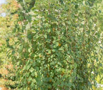 Amelanchier alnifolia 'Obelisk'