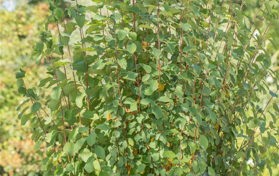 Amelanchier alnifolia 'Obelisk'