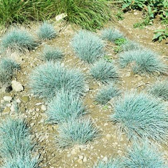 Festuca valesiaca 'Silbersee'