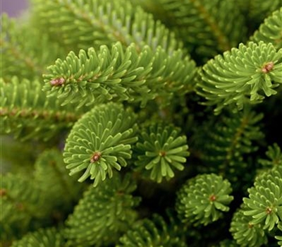 Abies koreana 'Molli'