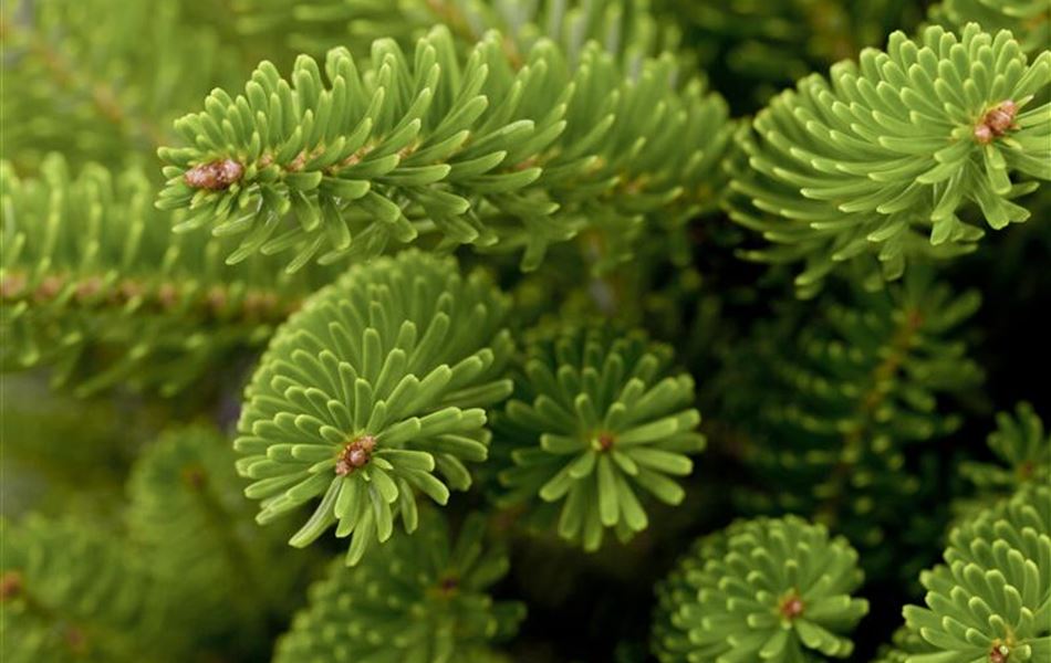 Abies koreana 'Molli'