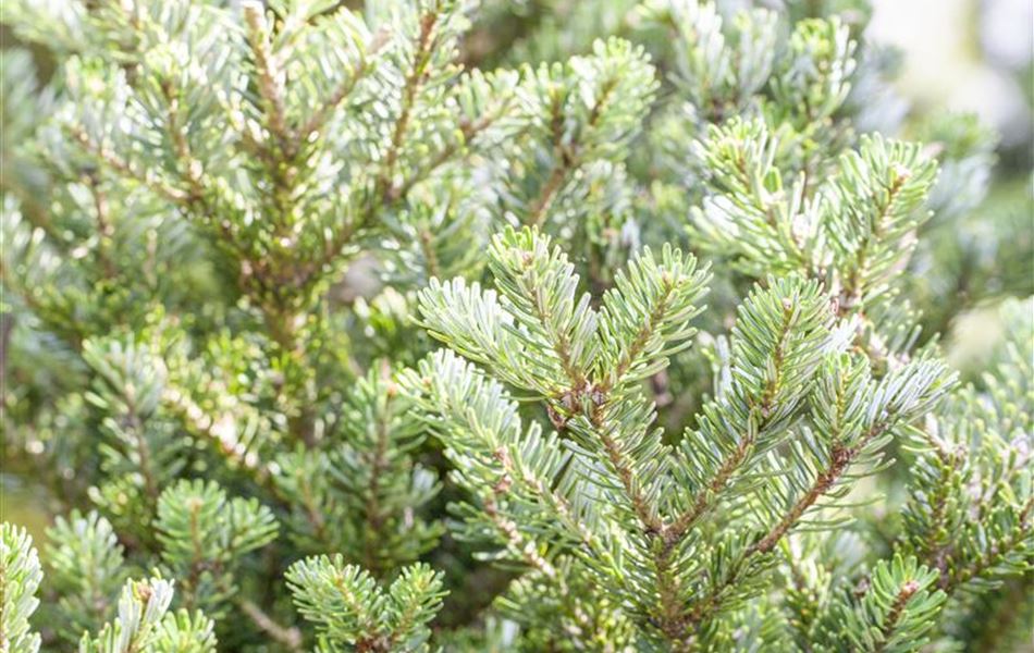 Abies koreana Sämling