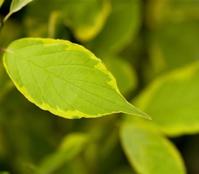 Cornus alba 'Spaethii'