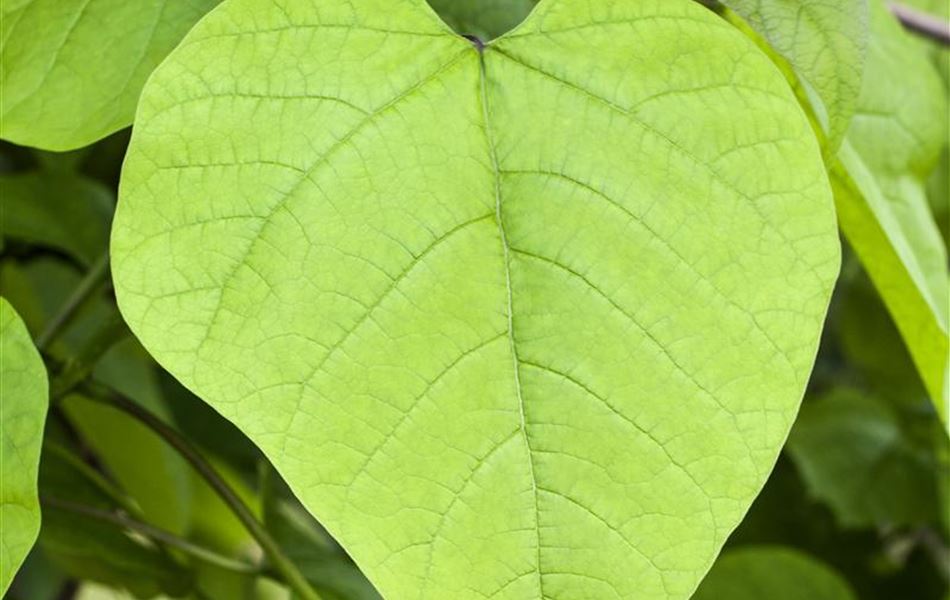 Catalpa bignonioides 'Nana'