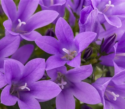 Campanula 'Birch Hybrid'