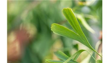 Gartenpflanzen Daepp