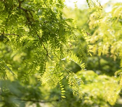 Gleditsia triacanthos 'Skyline'