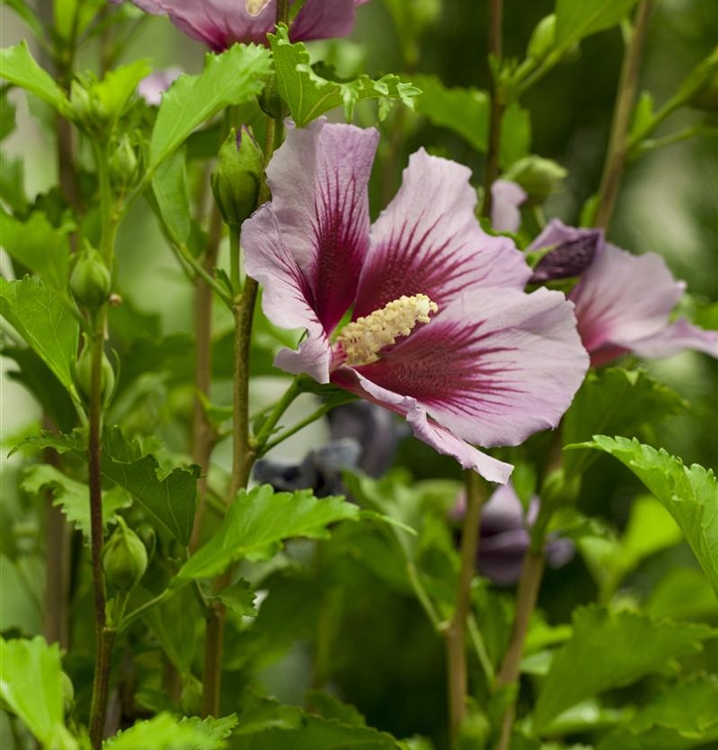 Hibiscus, Eibisch