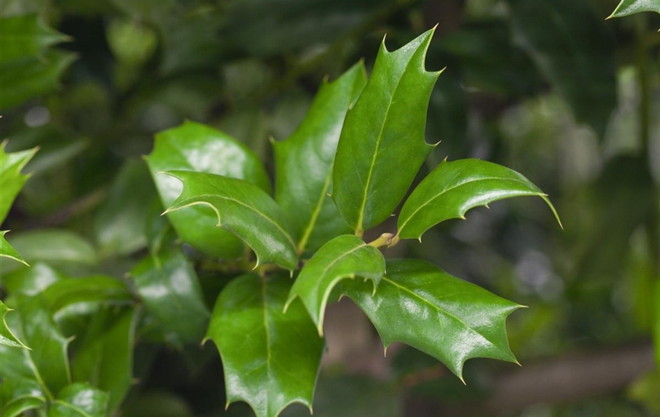 Ilex aquifolium