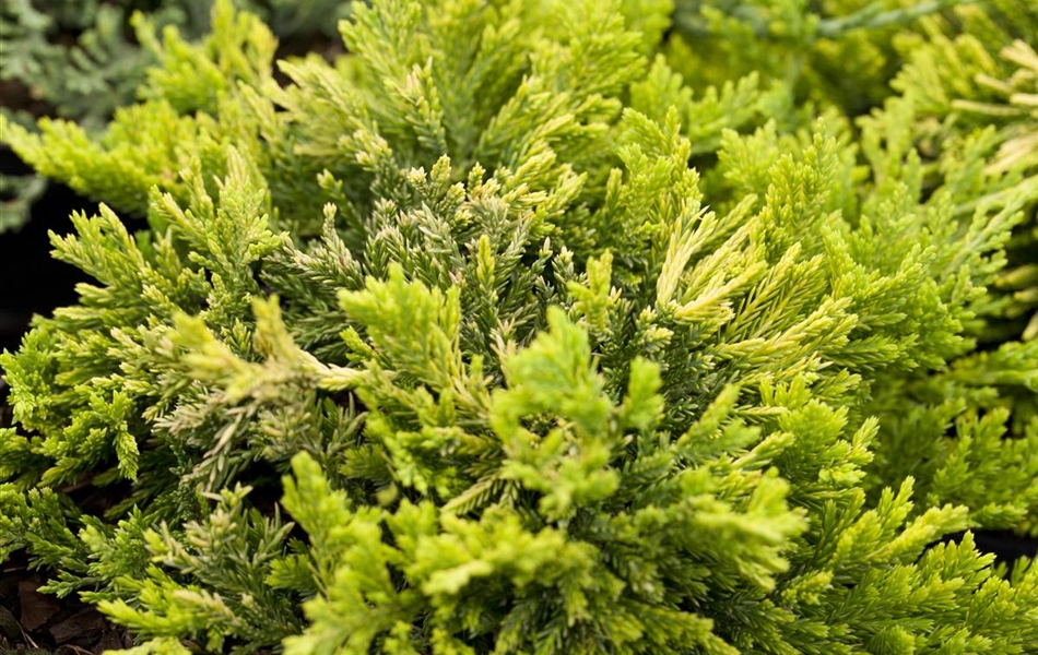 Juniperus horizontalis 'Golden Carpet'