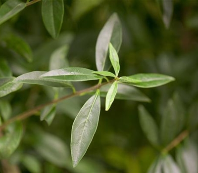 Ligustrum vulgare