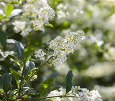 Ligustrum vulgare 'Lodense'