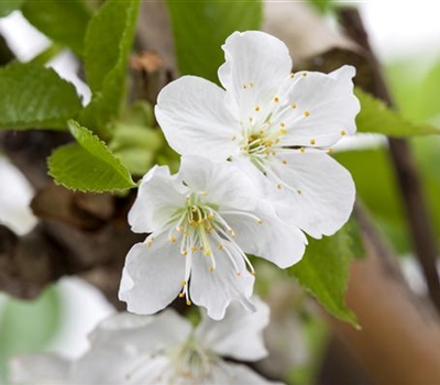 Prunus avium 'Sylvia'