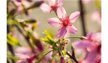 Gartenpflanzen Daepp