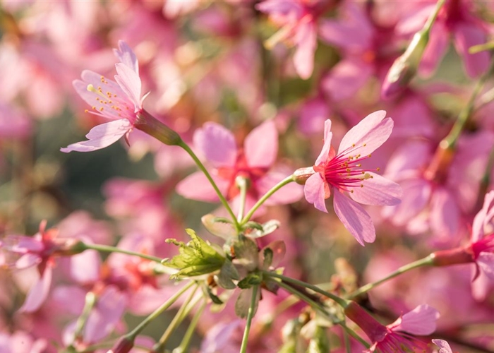 Prunus 'Okame'