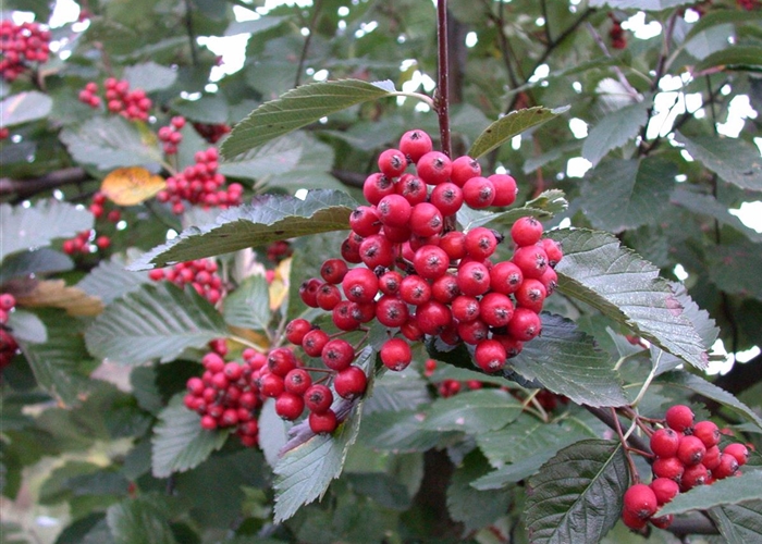 Sorbus aria