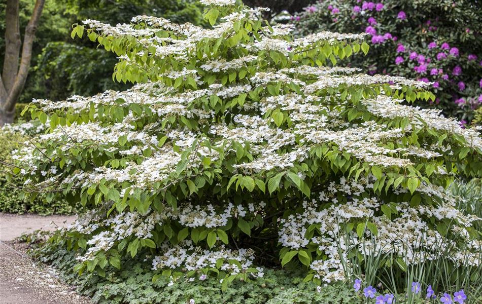 Viburnum plicatum 'Mariesii'