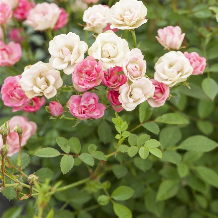 Rosen mit nackten Wurzeln 