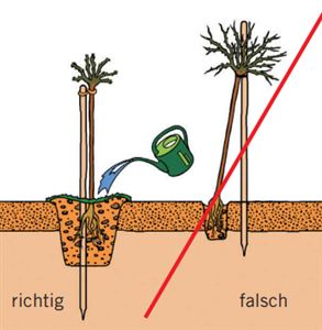 1_Stammrosen mit nackten Wurzeln.png