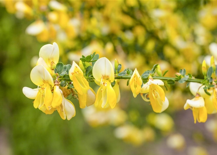 Cytisus (Scoparius-Gruppe) 'Dukaat'