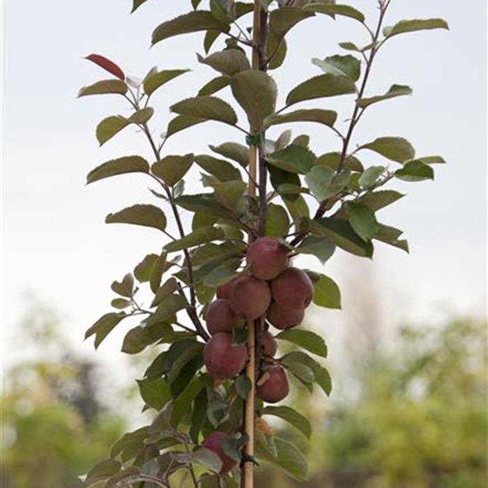 Obstgehölze mit nackten Wurzeln