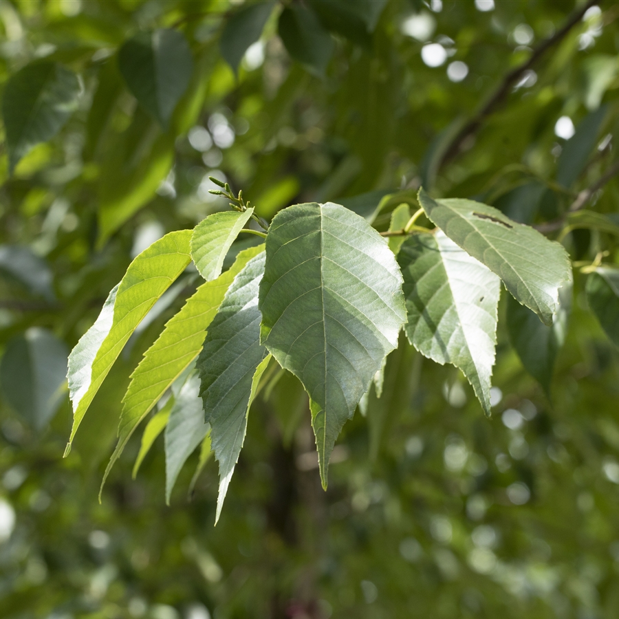 Alnus spaethii (x)