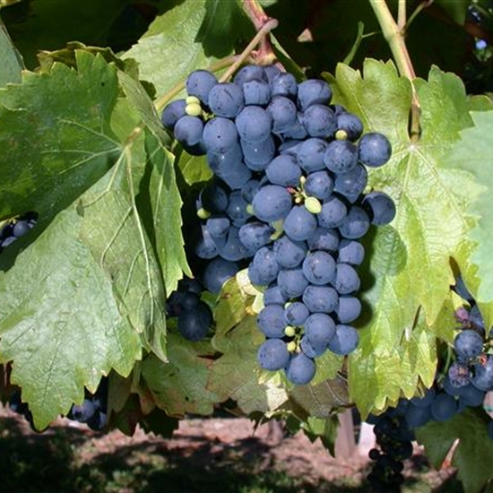 Vitis vinifera 'Buffalo'