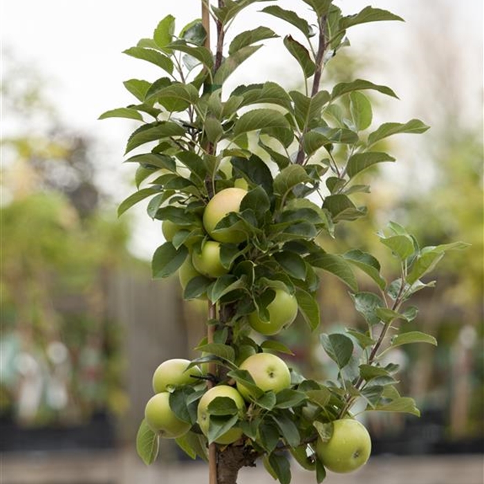 Obstgehölze im Container 