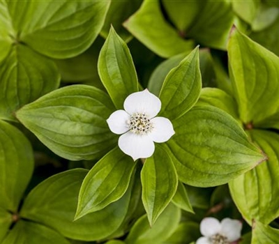 Cornus canadensis