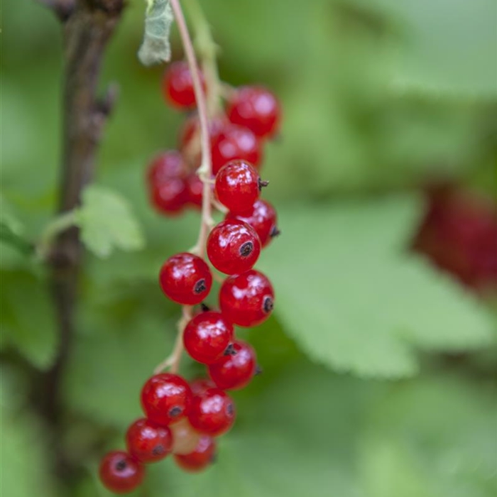 Johannis-, Stachel- und Jostabeeren 