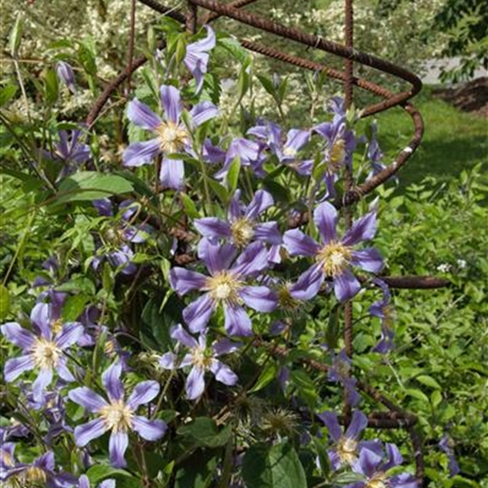 Clematis durandii (x)