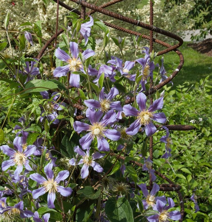 Waldrebe, Clematis