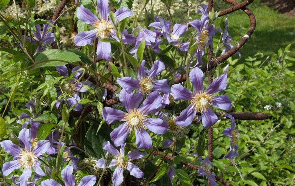 Clematis durandii (x)